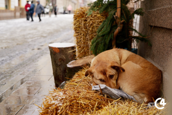 C4 - Різдвяна атмосфера в Чернівцях (фото)