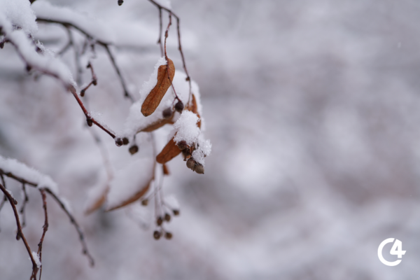 C4 - Чернівці напередодні Різдва засипало снігом (фото)