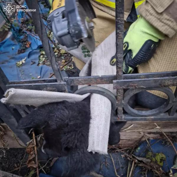 C4 - У Чернівцях рятувальники звільнили цуценя, яке застрягло між металевими елементами кованого паркану