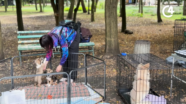 C4 - У Чернівцях запускають проєкт &laquo;Куратори для хвостиків&raquo; для допомоги безпритульним собакам