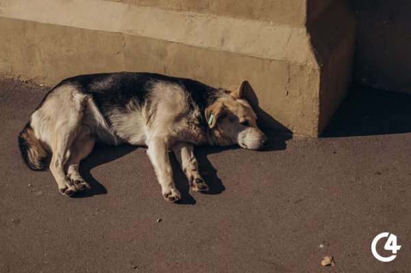 C4 - У Новоселиці призупинили рішення про заборону годування тварин у громадських місцях